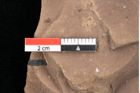 Foto (Detailsansicht) von Quercus palaeoilex Ettingshausen (NHMW-GEO-2024-0188-0831)